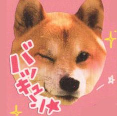 an image of a dog with chinese writing on it's face and the words happy birthday written in pink