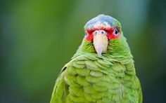 a close up of a green bird with a red head