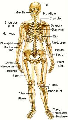 the human skeleton and its major bones