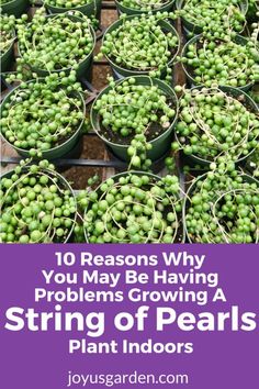 peas in buckets with the words 10 reasons why you may be having problems growing a string of pearls plant indoors