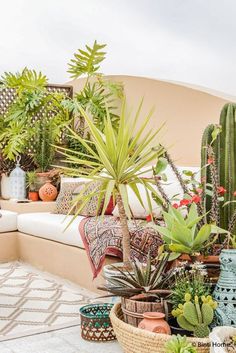 an outdoor living area with potted plants and couches in the background, including cacti