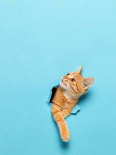 an orange and white cat laying on top of a blue surface with its head looking up