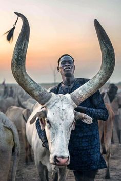 a man standing in front of a herd of cattle with large horns on his head