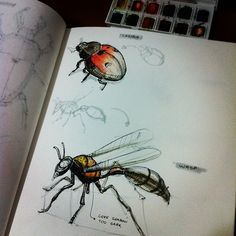 an open book with drawings of insects on it