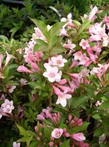 pink flowers are blooming in the garden