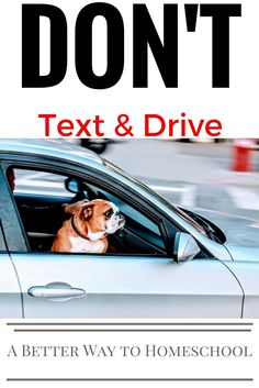 a dog sitting in the driver's seat of a car with text that reads don't text and drive