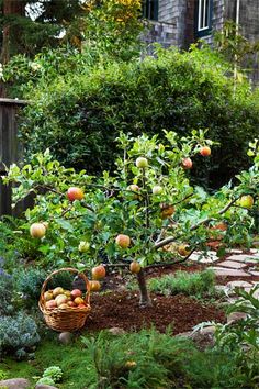 an apple tree in the middle of a garden