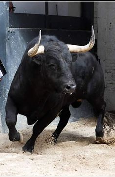 a black bull with large horns running in an enclosed area next to a wall and door