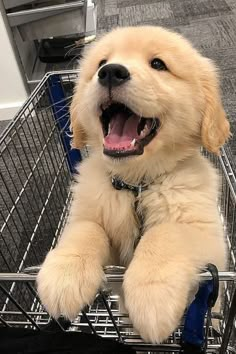 a puppy sitting in a shopping cart with its mouth open