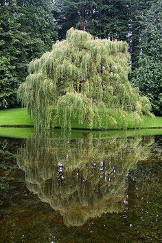 a tree that is sitting in the grass