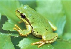 a green frog sitting on top of a leaf