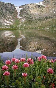 pink flowers are blooming in front of a mountain lake with snow on the mountains