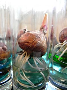 several glass vases with sea shells in them