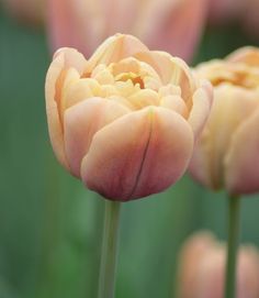 some very pretty pink flowers in a field with green grass behind them and one flower has yellow stamen petals