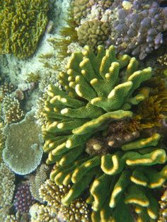 some very pretty green and yellow corals