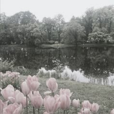 pink flowers are blooming in front of a pond with trees and grass around it