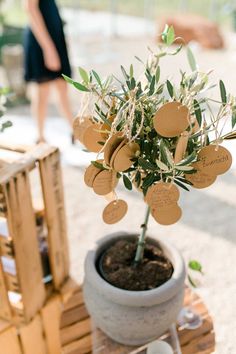 a potted plant with lots of tags attached to it