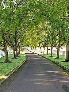 a road lined with trees next to a white fence