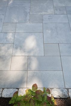 a potted plant sitting on the side of a sidewalk next to a stone walkway