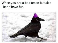 a black bird with a purple hat on it's head walking in the snow