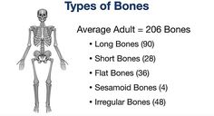 skeletal system bone types, anatomy notes, charts, worksheet, drawings Bones Of The Body Anatomy, Bones Notes, The Body Anatomy, Bones Of The Body, Nursing School Studying Cheat Sheets, Hand Skull, Types Of Bones