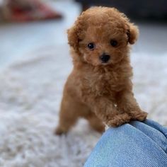 a small brown dog standing on top of a person's leg wearing blue jeans