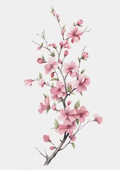 a branch with pink flowers on it against a white background and watercolor painting style