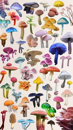 many different types of mushrooms on a white background