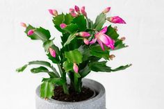 a small potted plant with pink flowers in it's center and green leaves