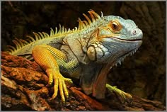 an iguana sitting on top of a tree branch