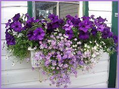 purple and white flowers in a window box