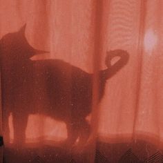 a black cat standing in front of a curtain with the shadow of it's head