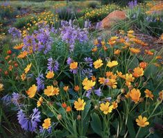 Mother Nature, Wild Flowers, Flowers, Nature