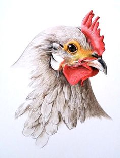 a drawing of a rooster's head with red combs and orange beak, on white paper