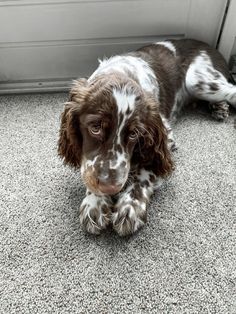 a brown and white dog laying on top of a carpeted floor next to a door