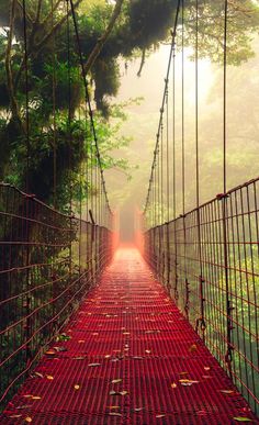 a suspension bridge in the middle of a forest