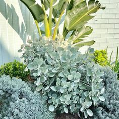 a bush with green leaves in front of a white wall and some bushes on the ground