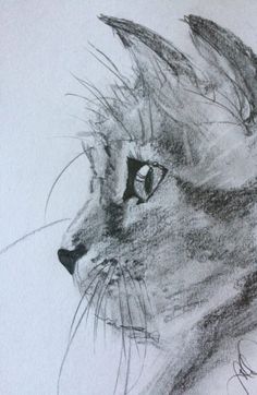 a pencil drawing of a cat's face