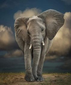 an elephant standing in the middle of a field with dark clouds behind it and blue sky above