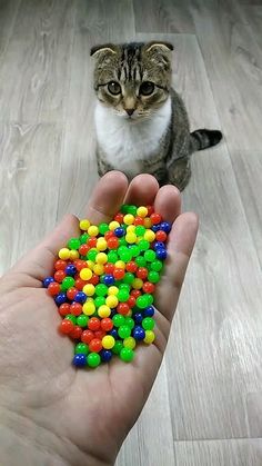 a cat sitting on the floor next to a person holding a handful of gummy bears