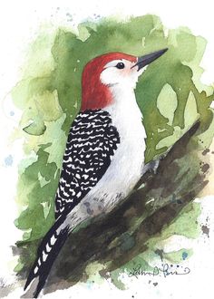 5x7 Watercolor Print of a Red-bellied Woodpecker, From a Painting by Laura Poss - Etsy Woodpecker Watercolor, Bird Watercolor Paintings, Watercolor Painting Techniques, Greensboro Nc, Watercolor Art Lessons, Painting Lessons, Custom Watercolor, Watercolor Bird