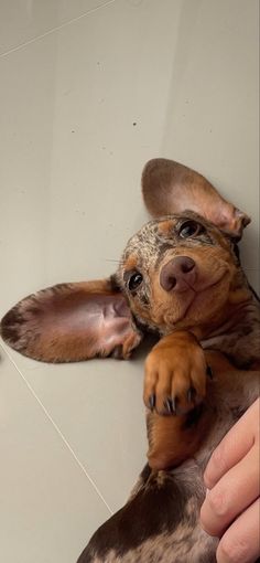 a small brown and black dog laying on top of a floor next to a persons hand