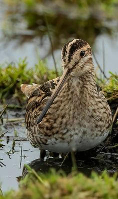 a close up of a bird in the water near grass and plants on the ground