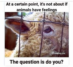 a sheep looking through a fence with the caption at a certain point, it's not about if animals have feelings