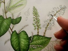 a person is drawing flowers and leaves on paper