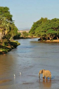 an elephant standing in the middle of a river