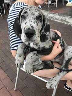 a woman sitting on a chair holding a large black and white dog in her lap