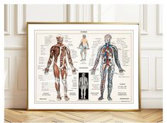 an illustration of the human body with muscles and skeletal systems in gold frame on a wooden floor