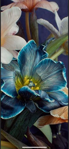 an arrangement of flowers with blue and orange petals in a vase on a table top