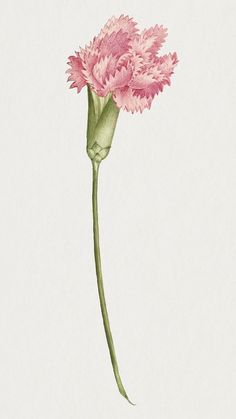 a pink flower on a white background